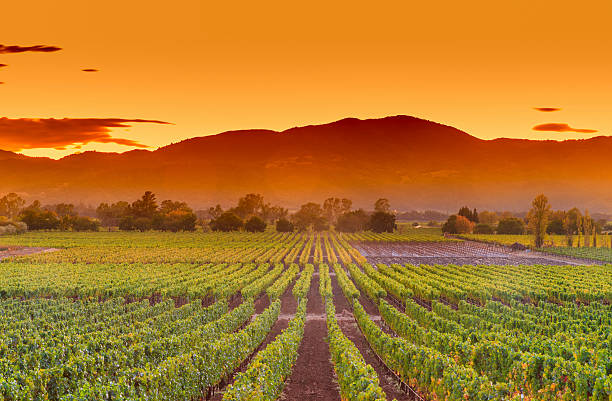 Image of Beautiful Napa Valley at Sunset in the Summer. A Beautiful View of the Grape vines looking across the valley to the west into an orangish light. Mike Kollin Dating and Relationship Coach